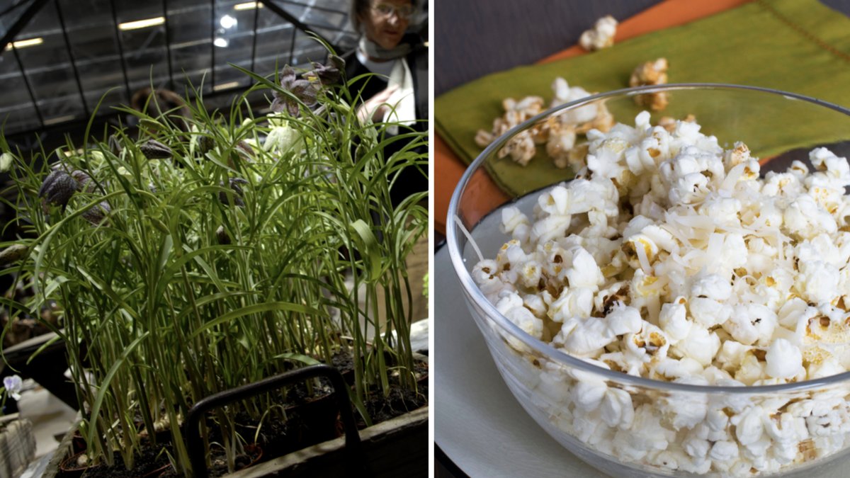 Så här gör du din egen popcornplanta som du kan ha för både inom-och utomhusbruk. 